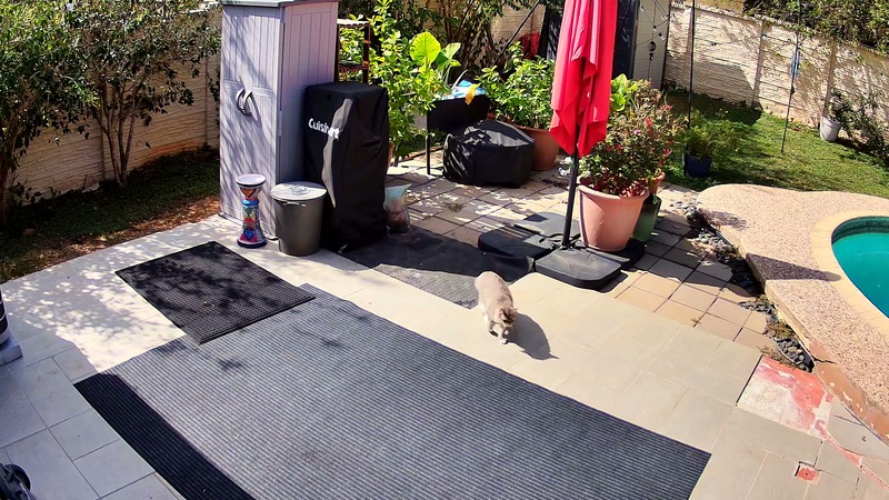 The Neighborhood Cats