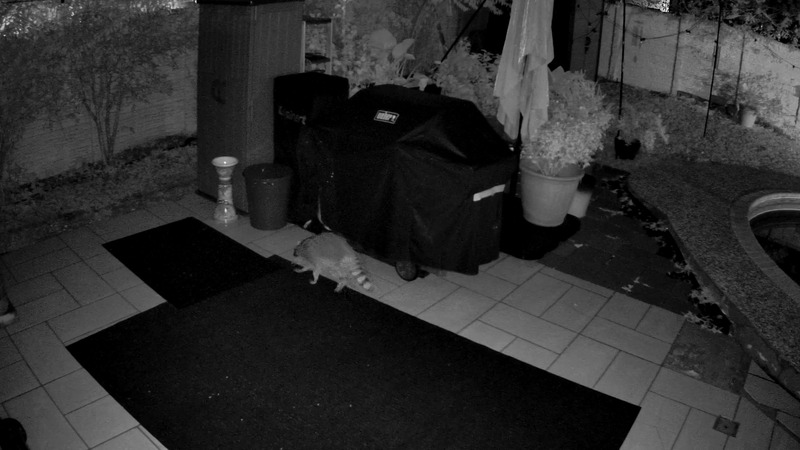 Mama Bandit & Kits