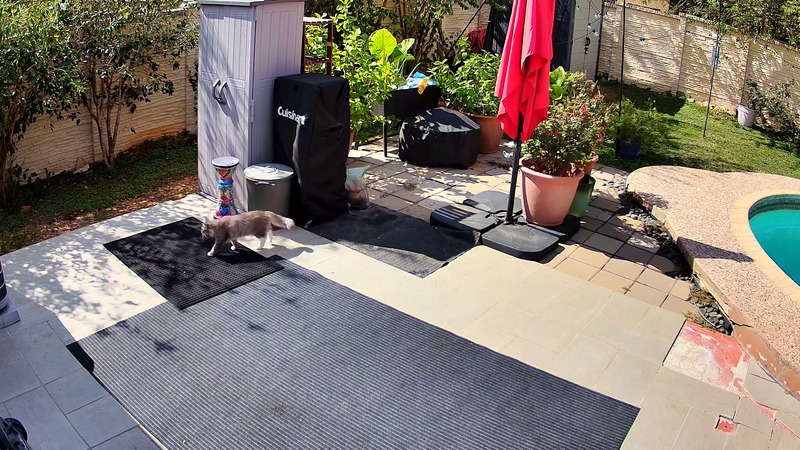 The Neighborhood Cats