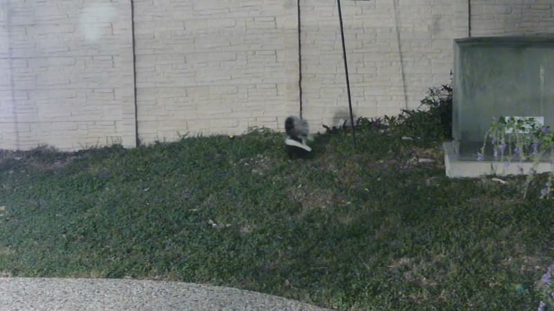 Barnaby the Skunk