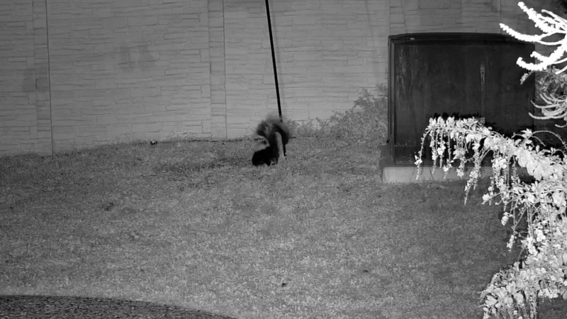 Barnaby the Skunk