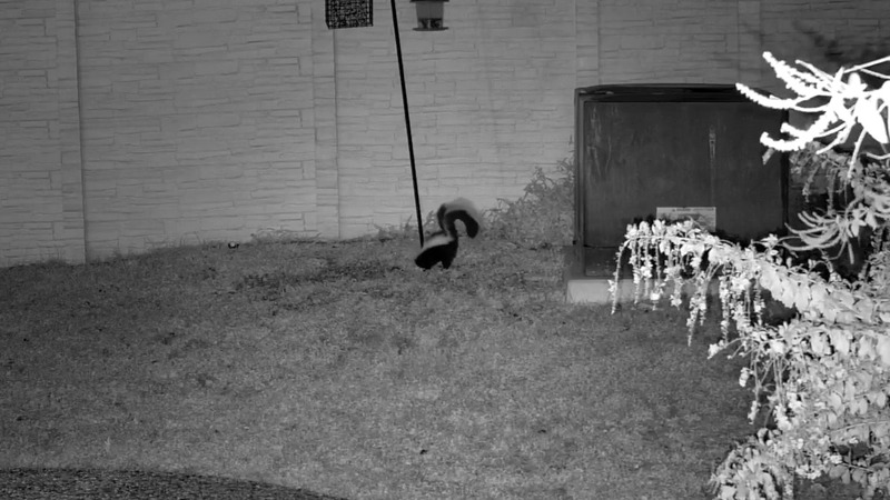 Barnaby the Skunk