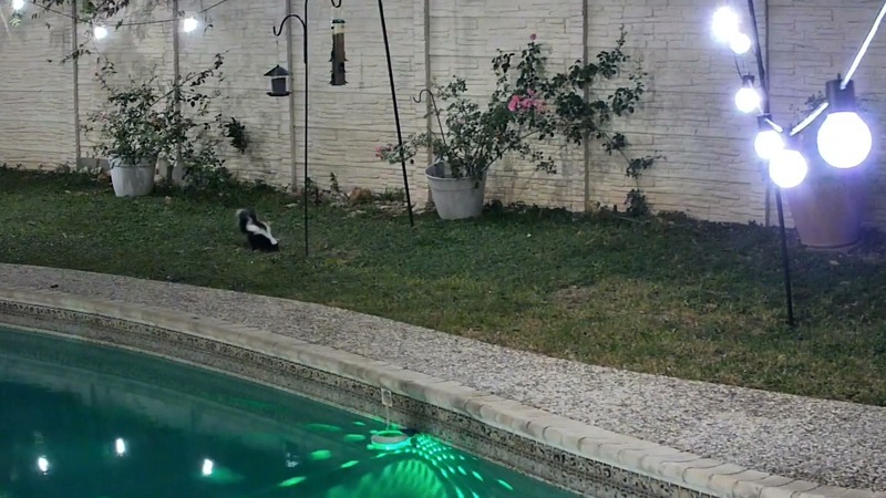 Barnaby the Skunk