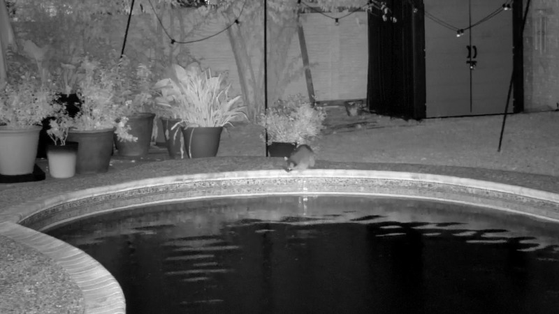 The Neighborhood Cats