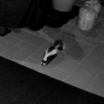 Barnaby the Skunk
