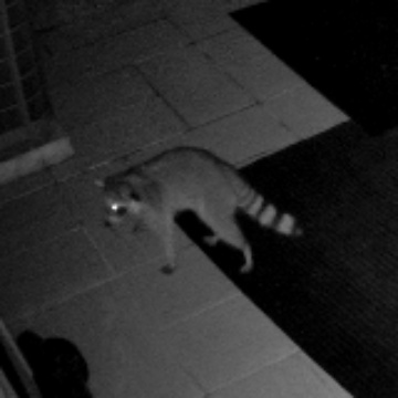 🦝 Raccoon sighting on The Charcoal Commons, 2026-10-29 05:15:16