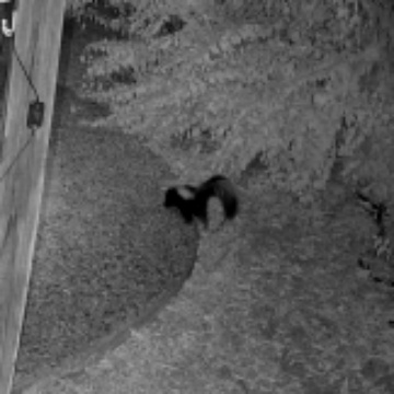 Barnaby the Skunk