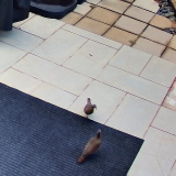 🕊️ White-Winged Dove sighting on The Charcoal Commons, 2026-10-28 08:54:37