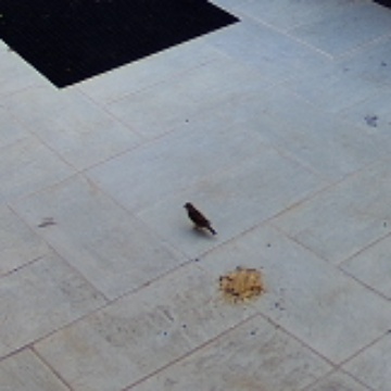 The Backyard Birds