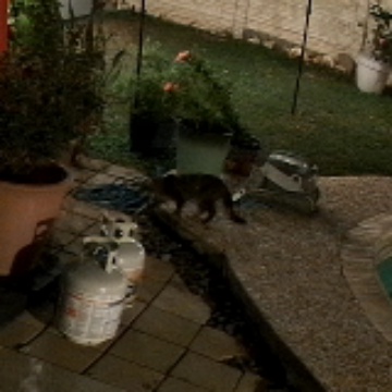 The Neighborhood Cats