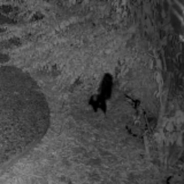 🦨 Skunk sighting on The High Fence Ramparts, 2026-10-29 04:47:36