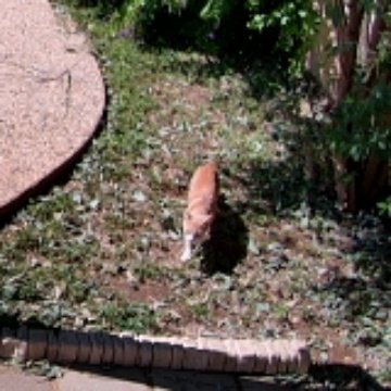 The Neighborhood Cats