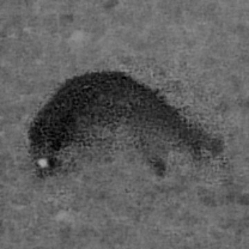 🦝 Raccoon sighting on The Outward Marches, 2026-10-29 05:20:08