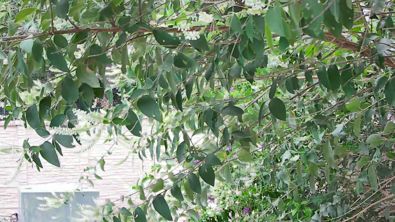 The Backyard Birds