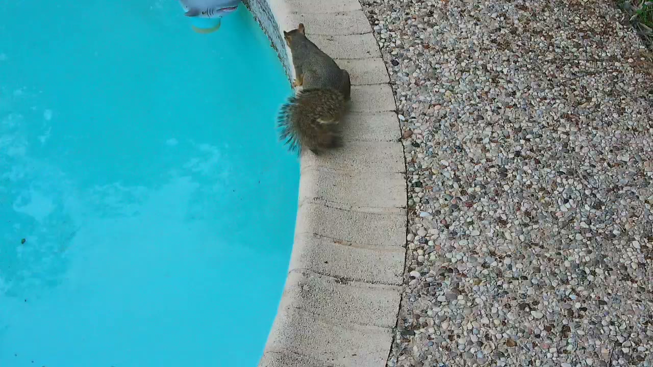 🐿️ Squirrel sighting on The Panoramic Overlook, 2026-10-28 17:13:59