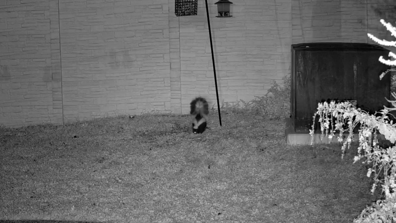 🦨 Skunk sighting on The Panoramic Overlook, 2026-10-29 04:59:53