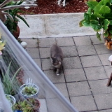 🐈 Feline sighting on The Grand Flagstone Exchange, 2026-10-28 07:41:18