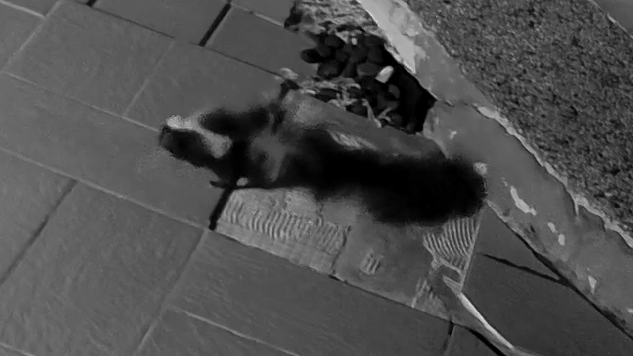 Barnaby the Skunk at The Charcoal Commons, Oct 6