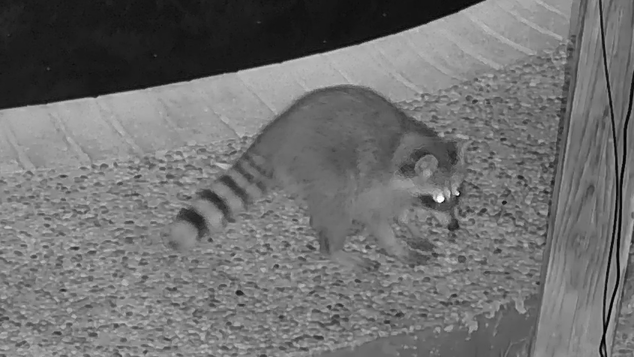 Mama Bandit & Kits at The High Fence Ramparts, Oct 16