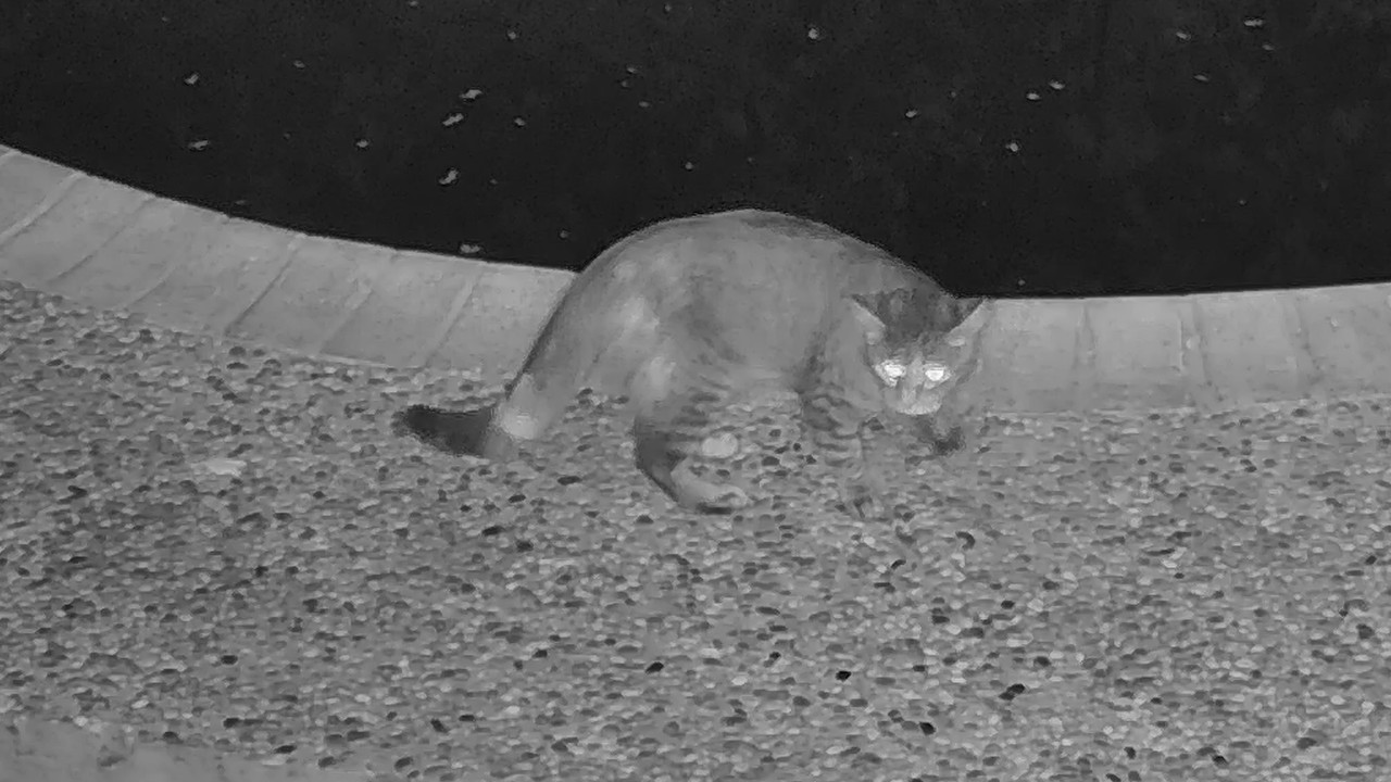 The Neighborhood Cats at The High Fence Ramparts, Oct 24