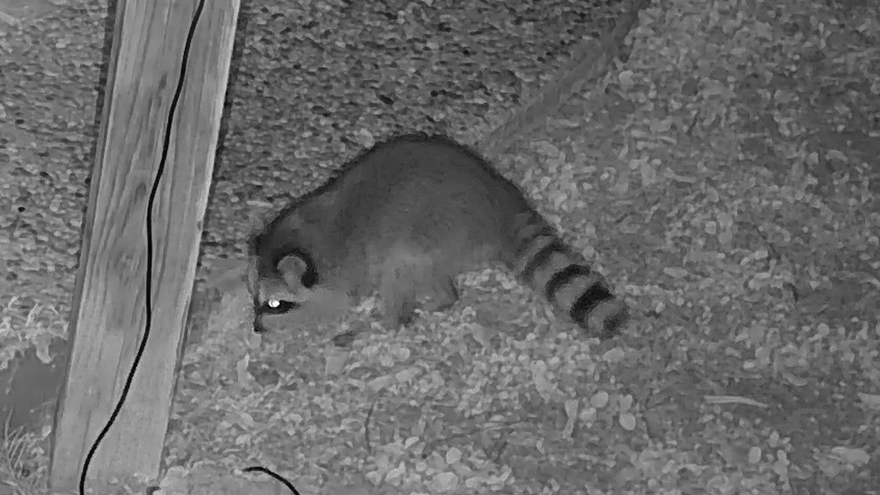 Mama Bandit & Kits at The High Fence Ramparts, Oct 9