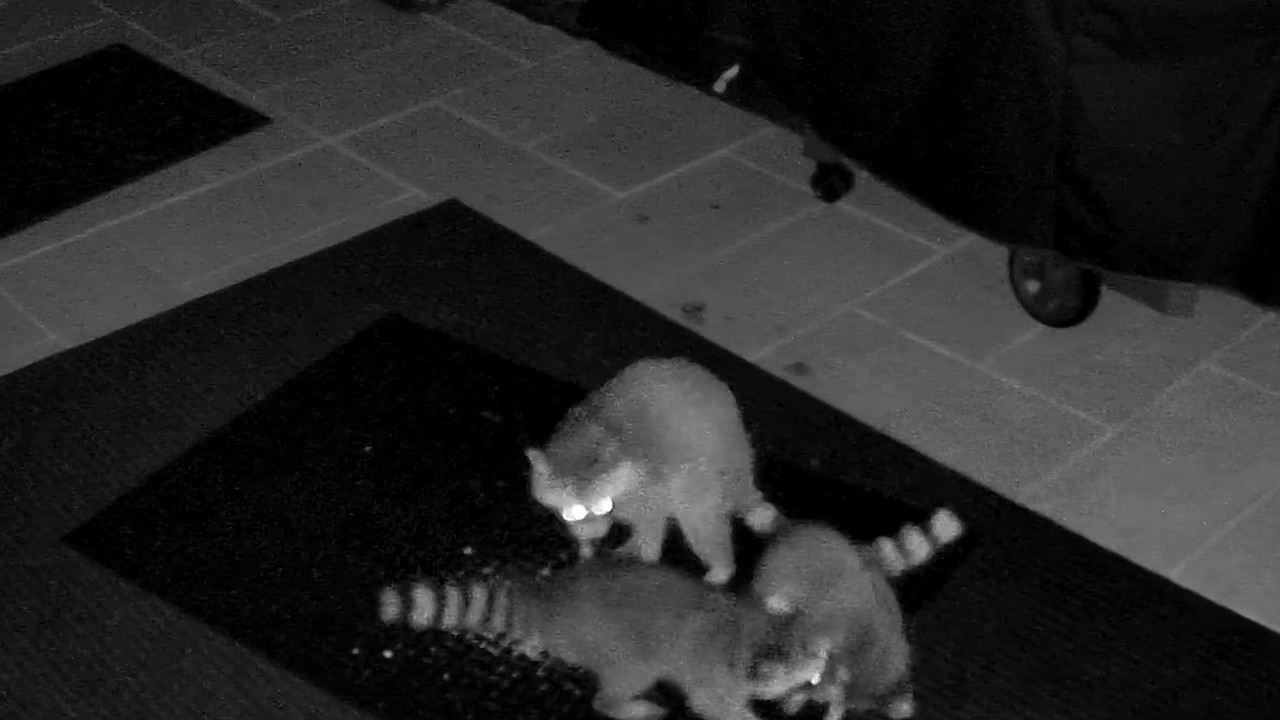 Mama Bandit & Kits at The Charcoal Commons, Sep 20