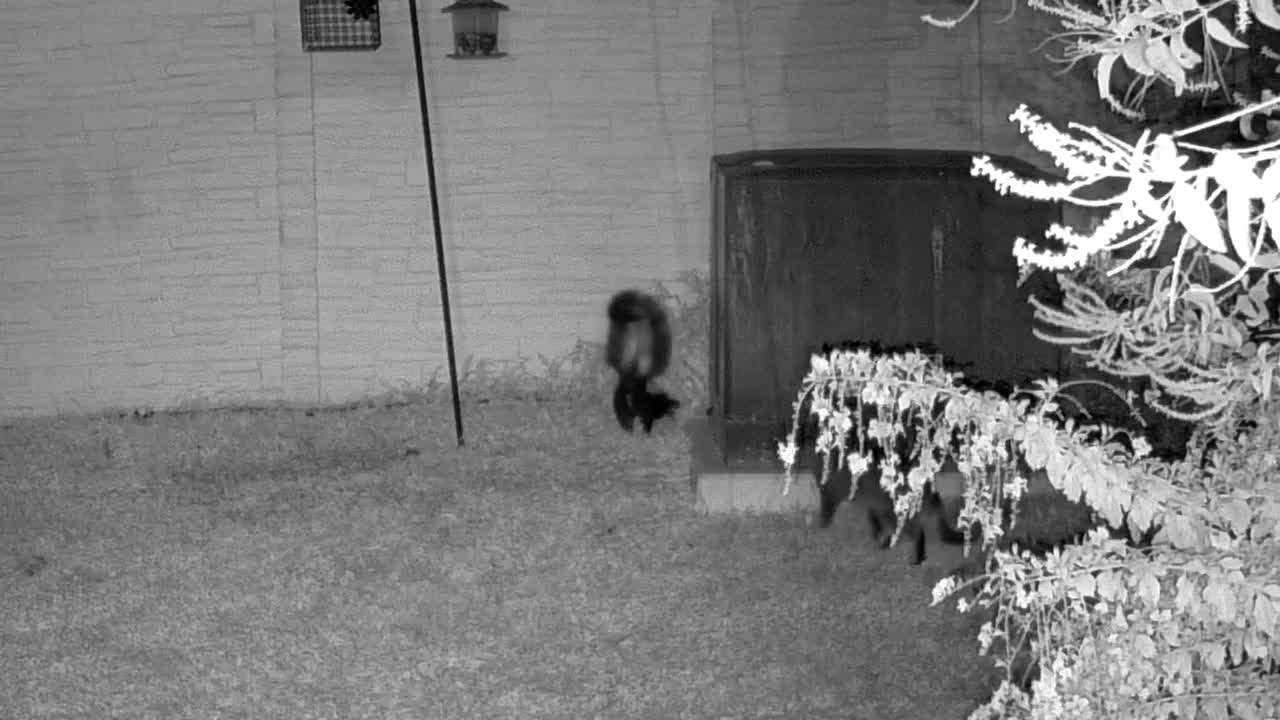 Poster for Barnaby the Skunk's night