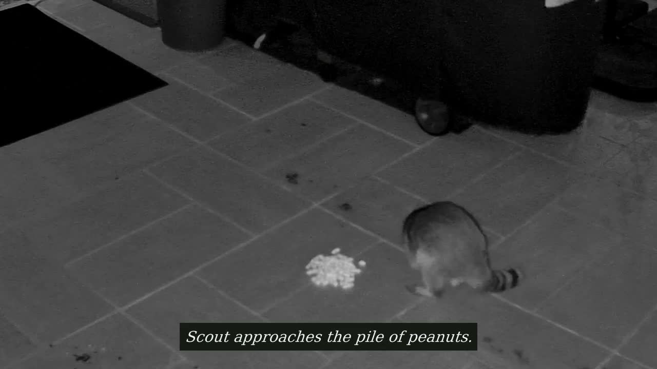 Peanut Heist, Grill Camera · Sunday, October 4