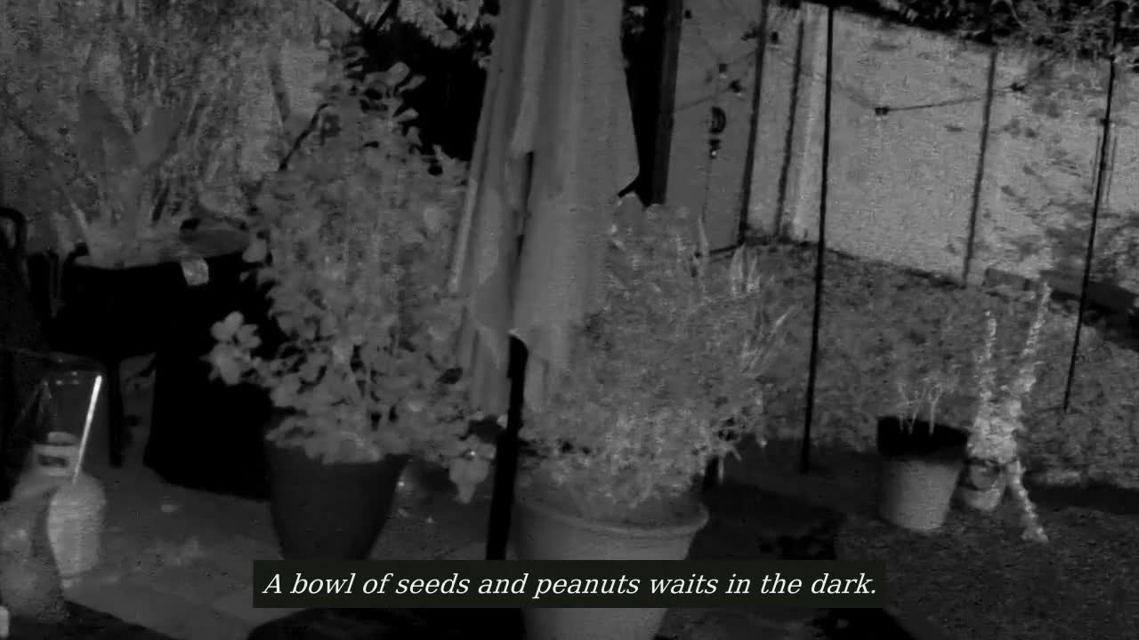 Midnight Heist, Grill Camera · Tuesday, October 13