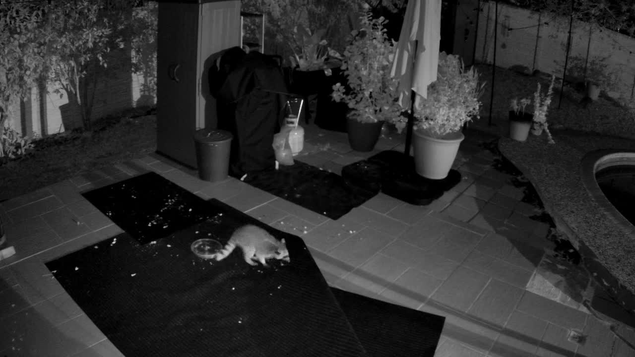 LATER · 3:46 AM, from the camera's recording
